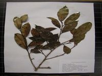 Herbarium sample